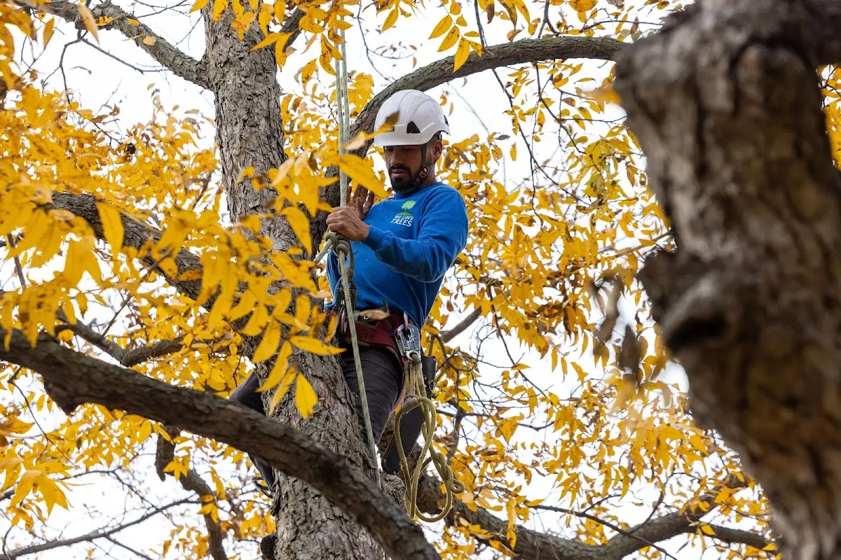Skilled Tree Transplanting crew working in Whiting